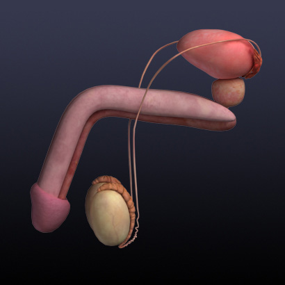 男性生殖器系モデル 3DAnatomy.JP