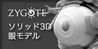ソリッド3D眼モデル